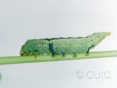 lateral view of larva Theroa zethus on Spurges & Euphorbia tricolor in USA: AZ