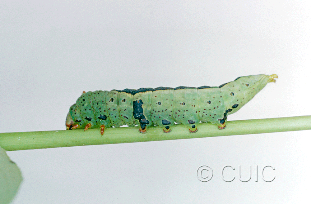 lateral view of larva Theroa zethus on Spurges & Euphorbia tricolor in USA: AZ
