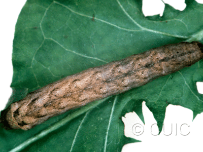 dorsal view of larva Xestia c-nigrum on Taraxacum in USA: NY