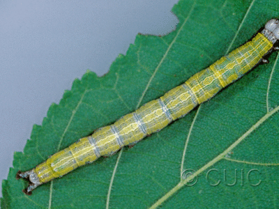 dorsal view of larva Zale phaeocapna on Corylus in USA: NY