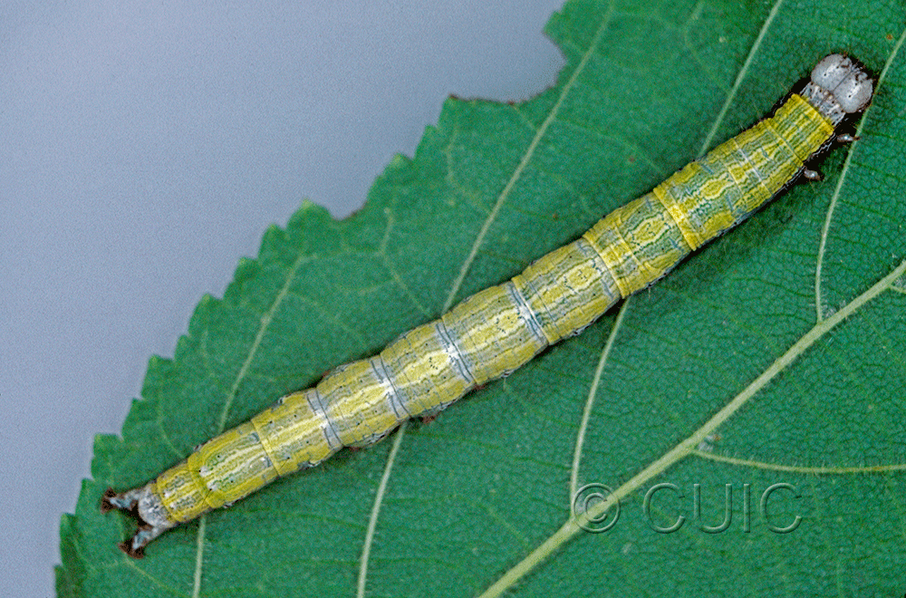 dorsal view of larva Zale phaeocapna on Corylus in USA: NY