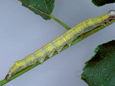 lateral view of larva Zale phaeocapna on Corylus in USA: NY