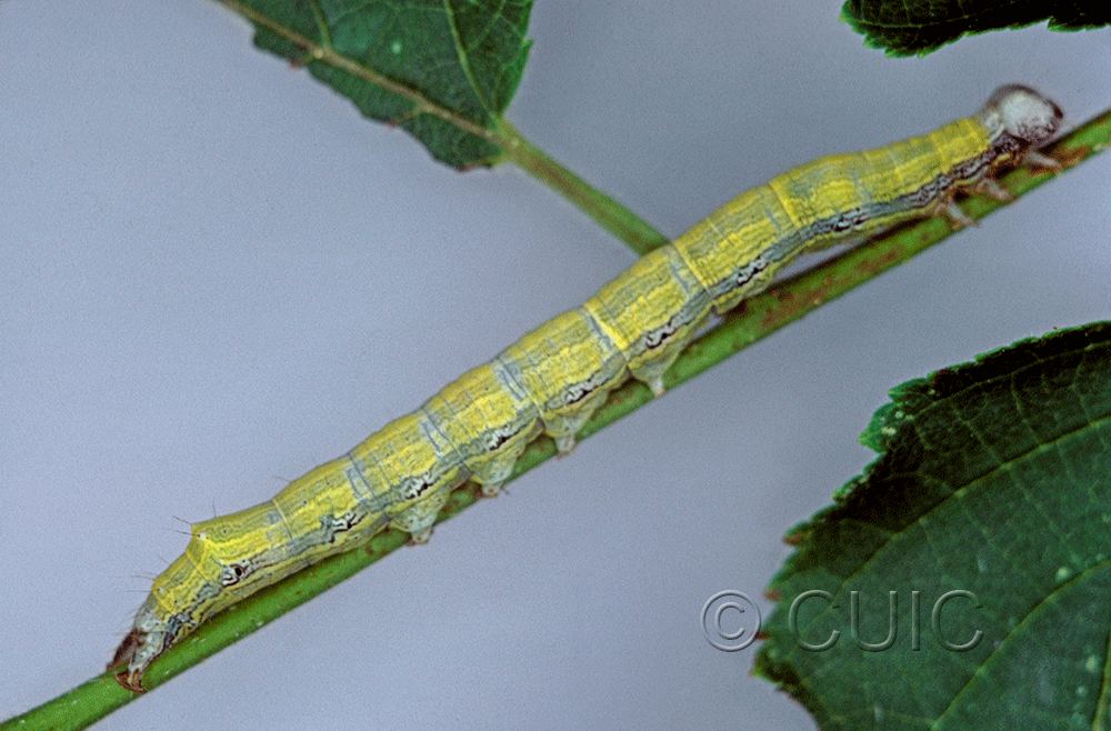 lateral view of larva Zale phaeocapna on Corylus in USA: NY