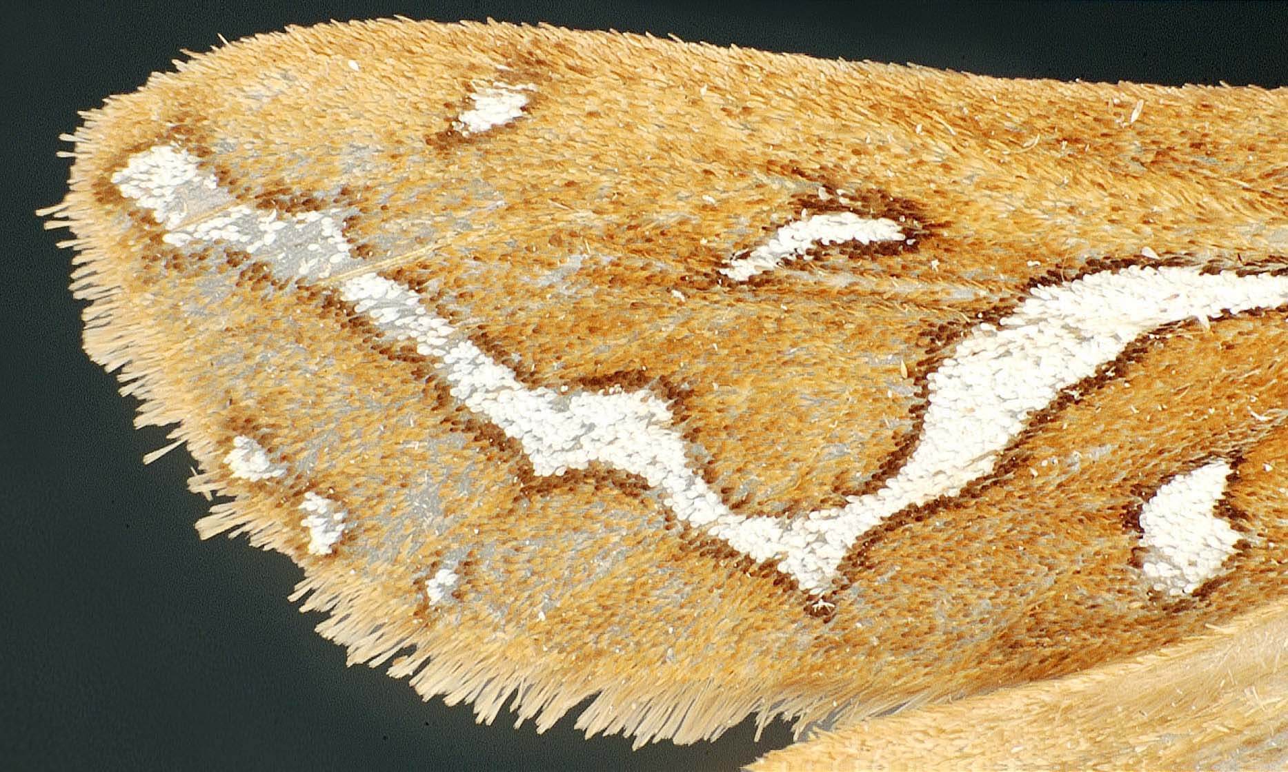 Lepidoptera - CUIC
