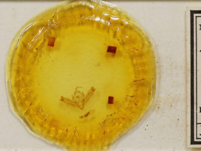 slide view of adult Aporophyla lutulenta