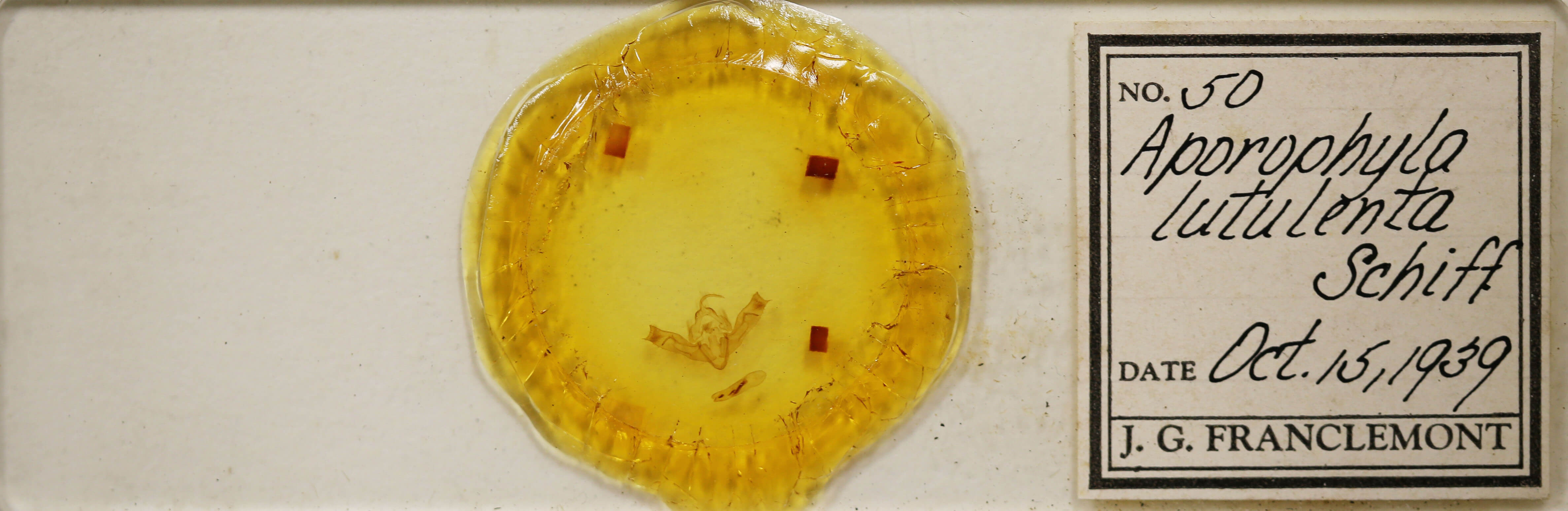 slide view of adult Aporophyla lutulenta