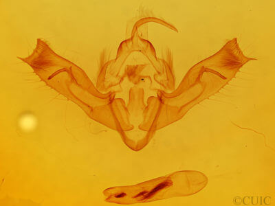 genitalia view of adult Aporophyla lutulenta