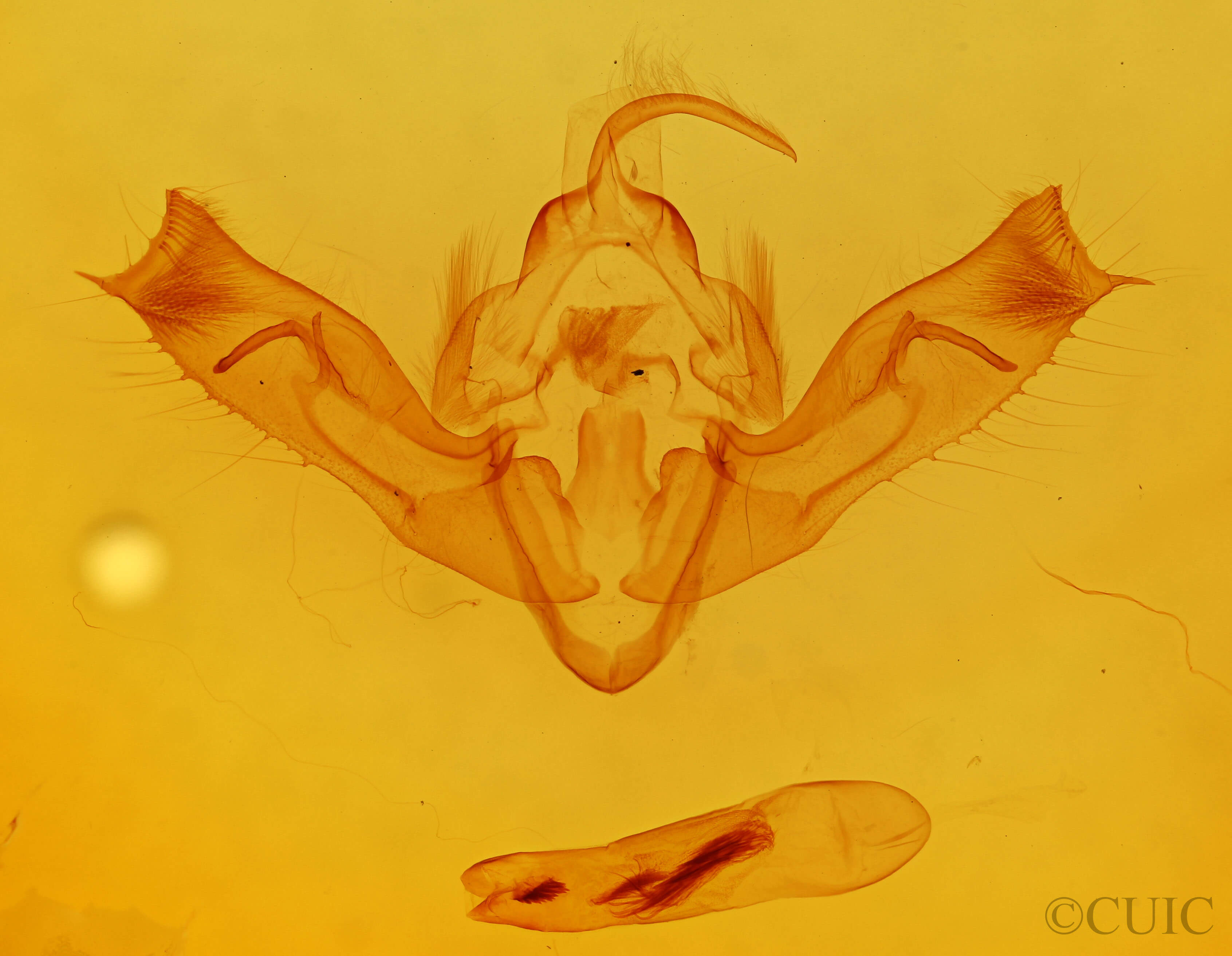 genitalia view of adult Aporophyla lutulenta