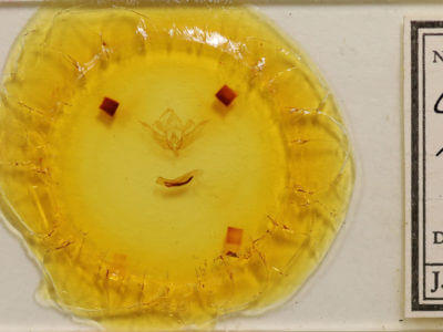 slide view of adult Conistra rubiginea