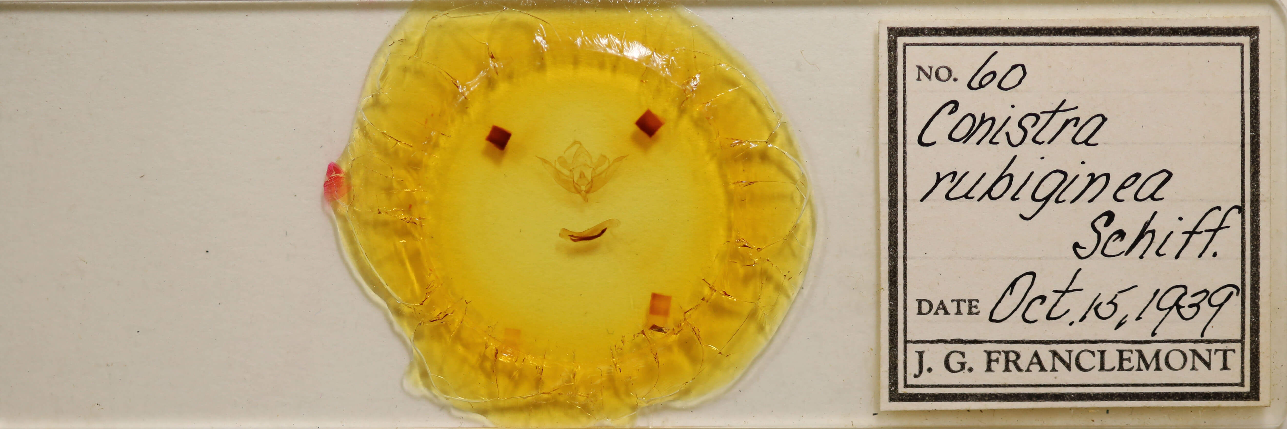 slide view of adult Conistra rubiginea