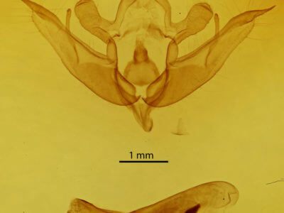 genitalia view of adult Conistra rubiginea