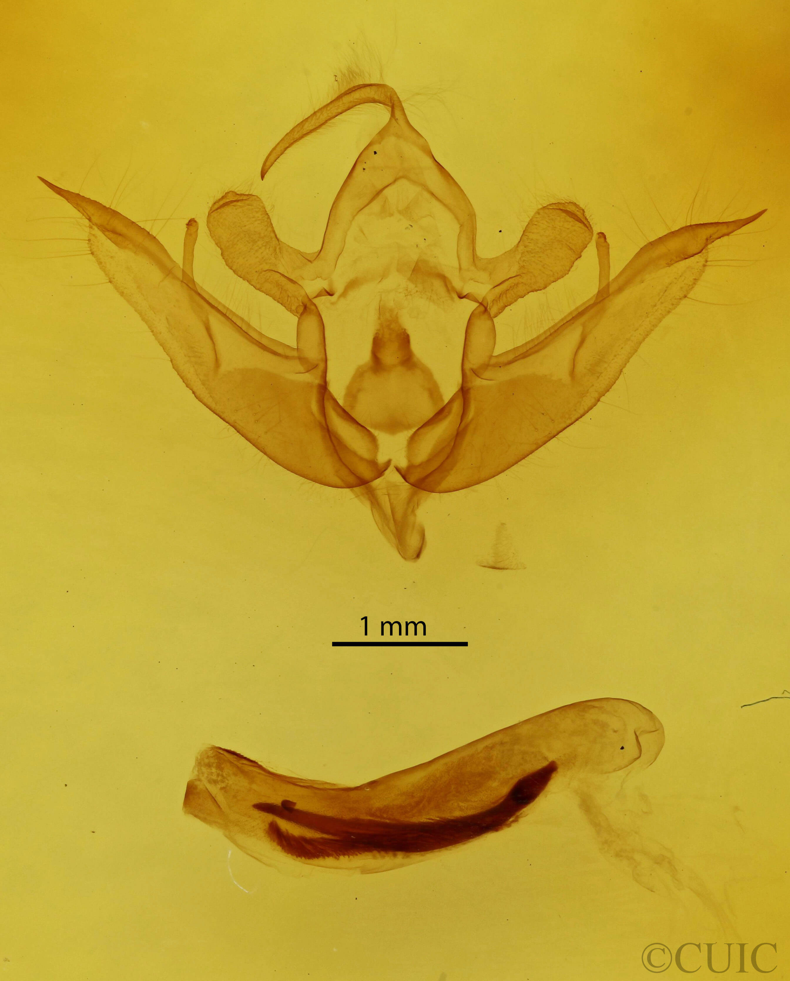 genitalia view of adult Conistra rubiginea
