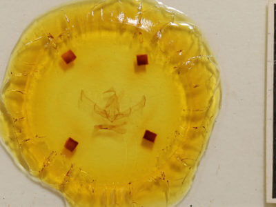 slide view of adult Cucullia argentea