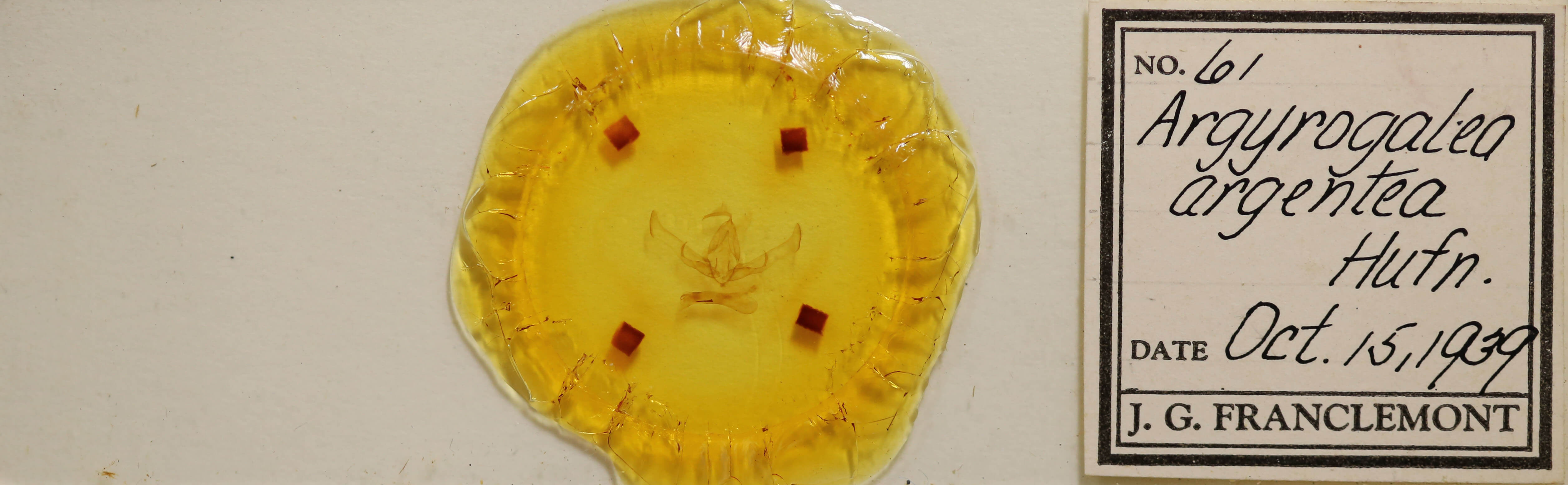 slide view of adult Cucullia argentea