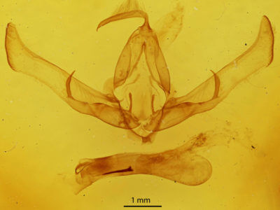 genitalia view of adult Cucullia argentea