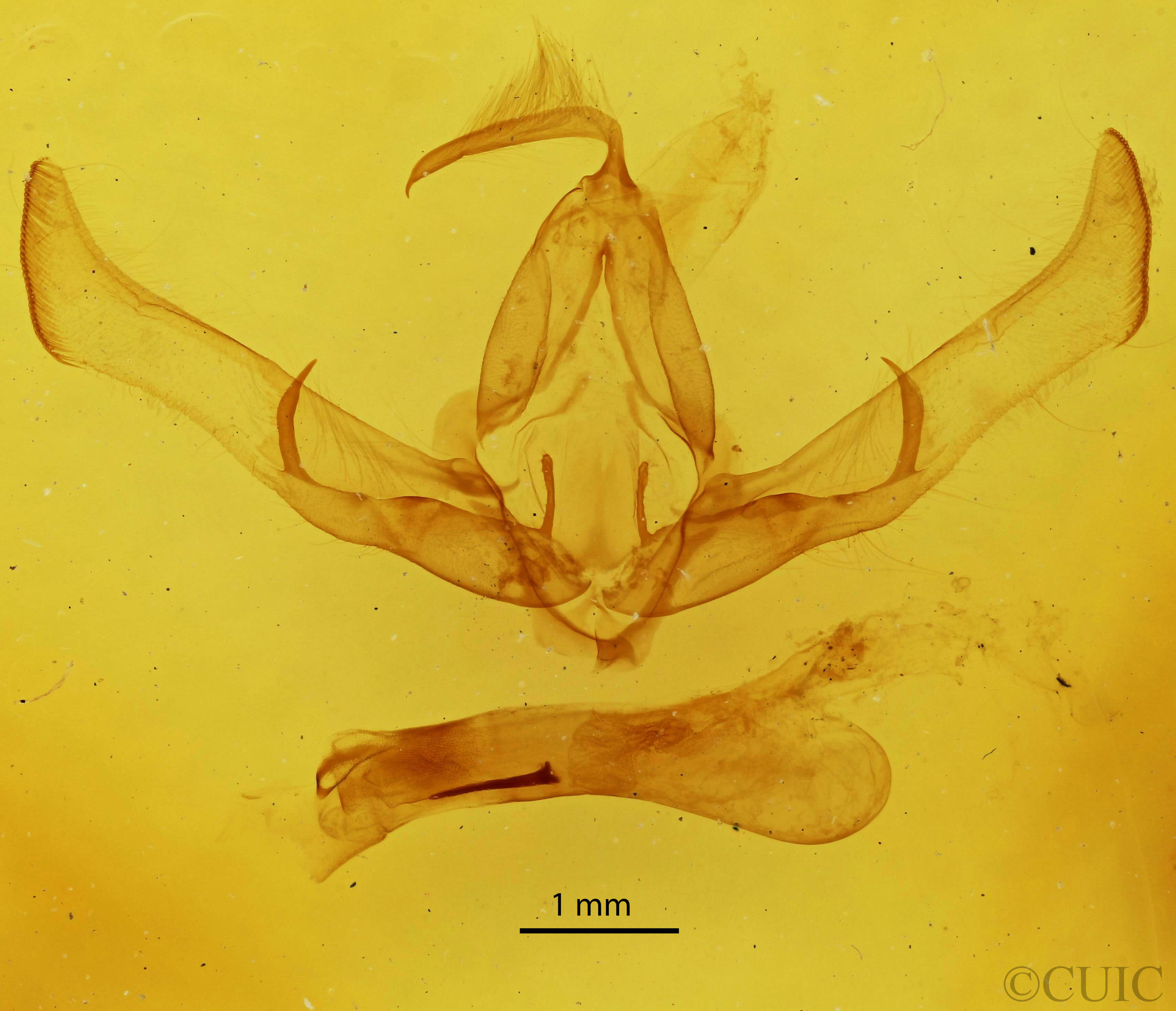 genitalia view of adult Cucullia argentea