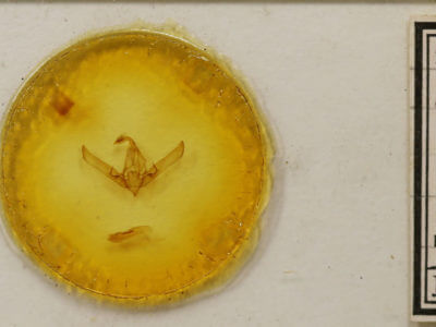 slide view of adult Cucullia intermedia