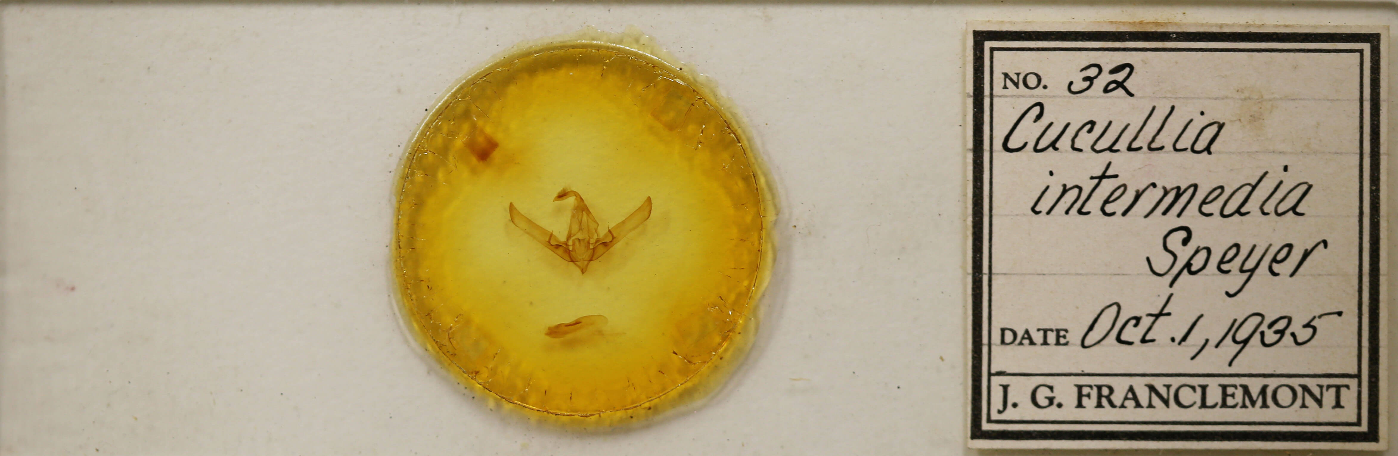 slide view of adult Cucullia intermedia