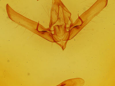 genitalia view of adult Cucullia intermedia