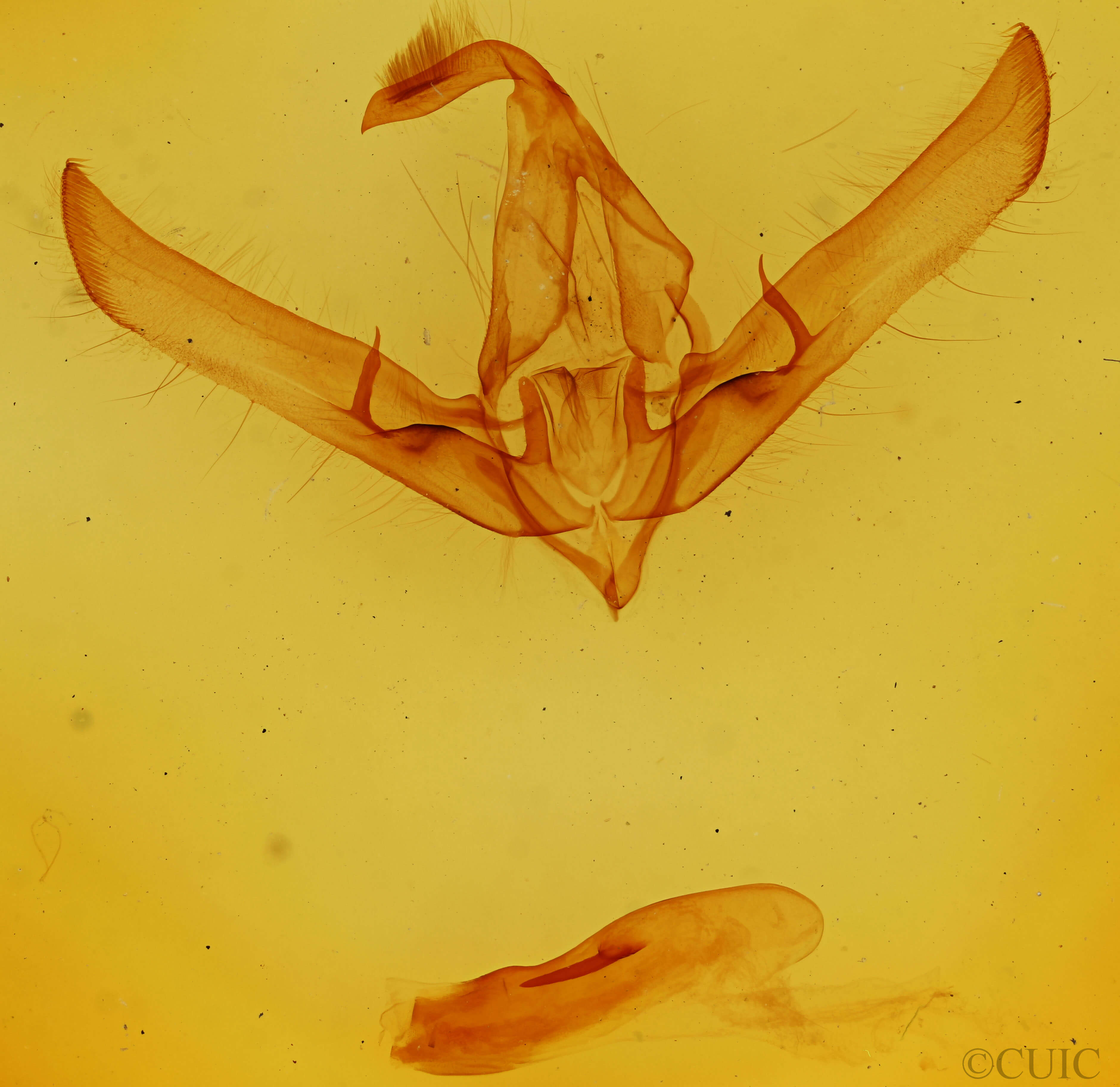 genitalia view of adult Cucullia intermedia