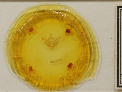 slide view of adult Dasypolia templi