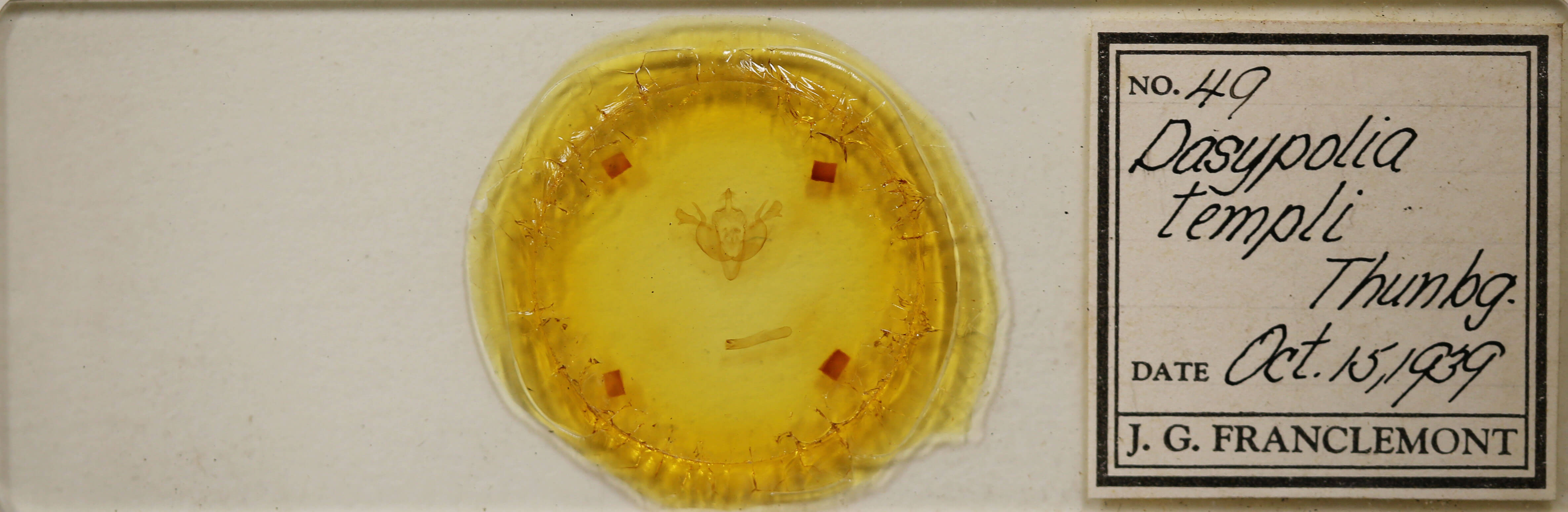 slide view of adult Dasypolia templi