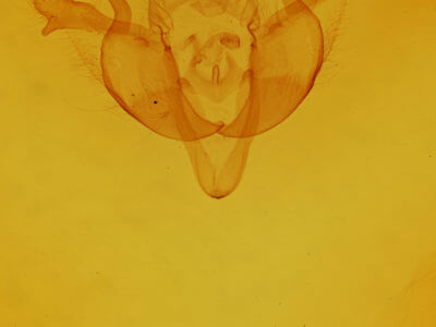 genitalia view of adult Dasypolia templi