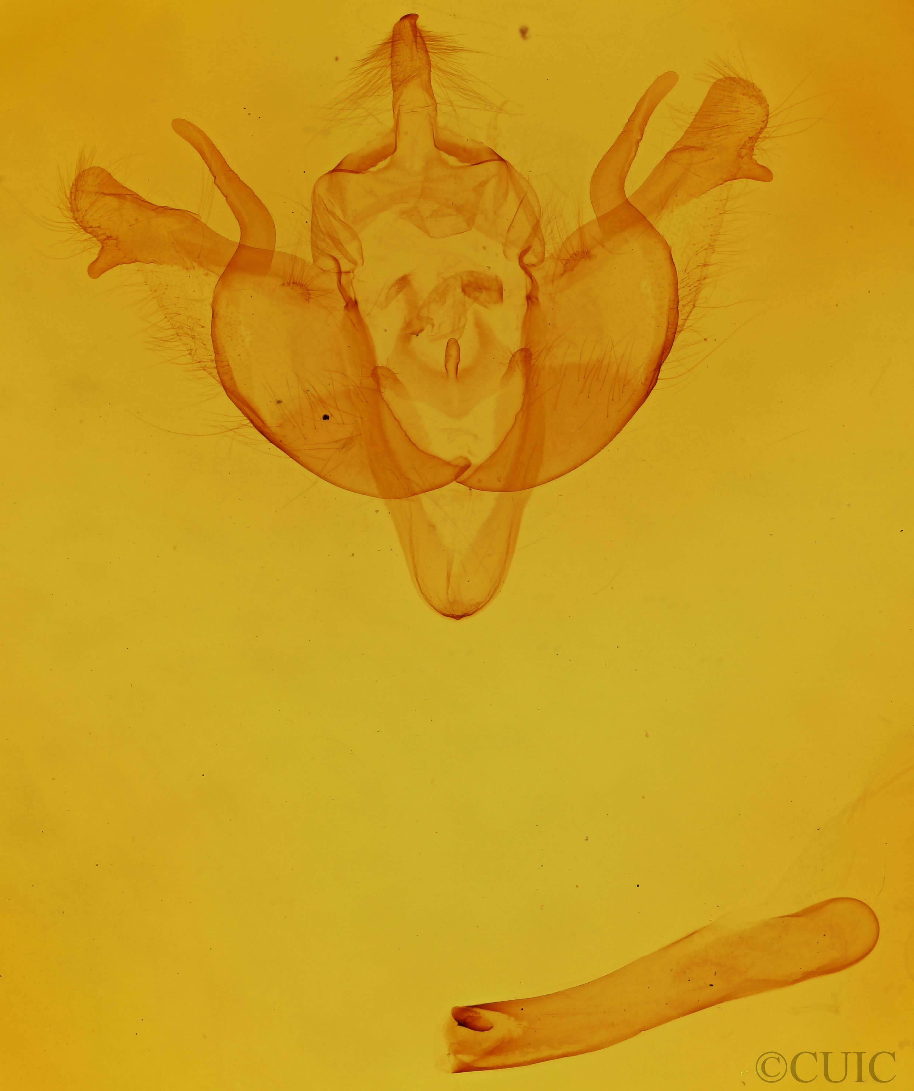 genitalia view of adult Dasypolia templi