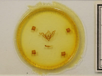 slide view of adult Eupsilia devia