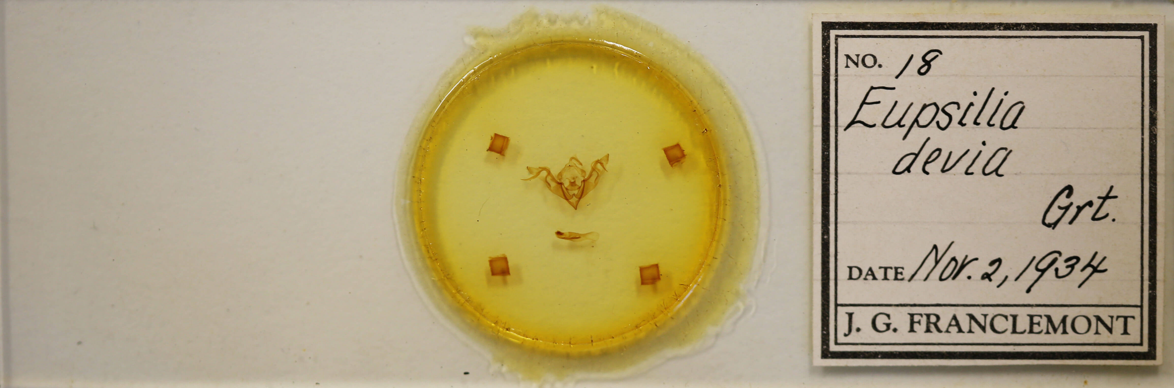 slide view of adult Eupsilia devia