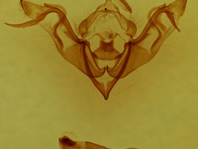 genitalia view of adult Eupsilia devia