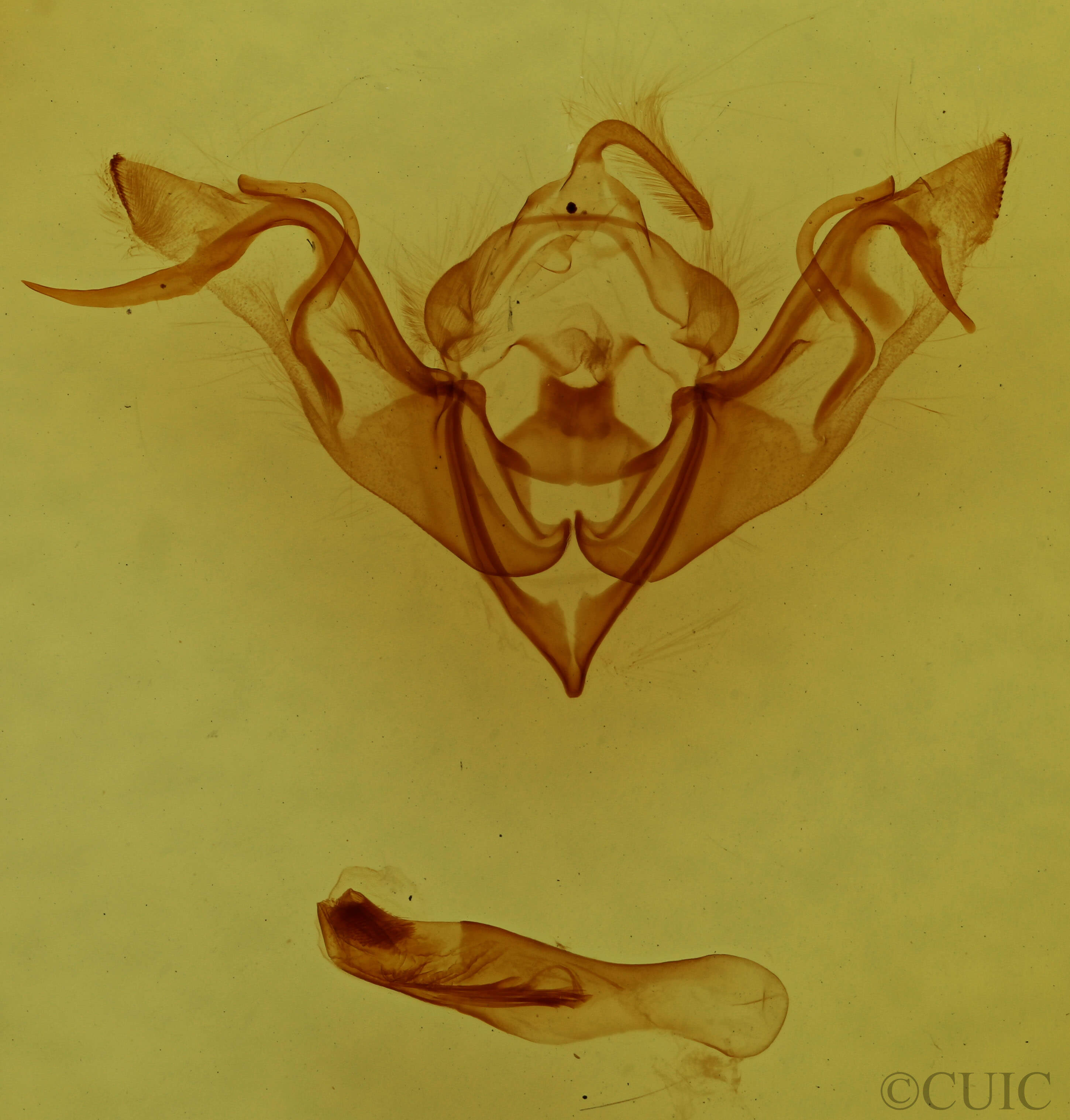 genitalia view of adult Eupsilia devia