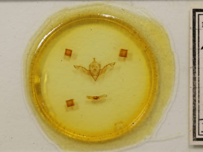 slide view of adult Eupsilia morrisoni