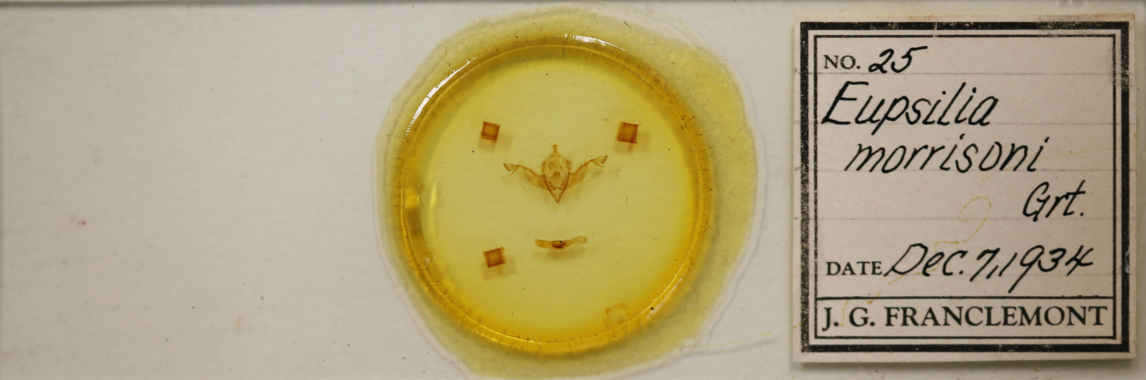 slide view of adult Eupsilia morrisoni