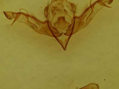 genitalia view of adult Eupsilia morrisoni