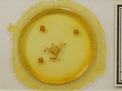 slide view of adult Eupsilia schweitzeri