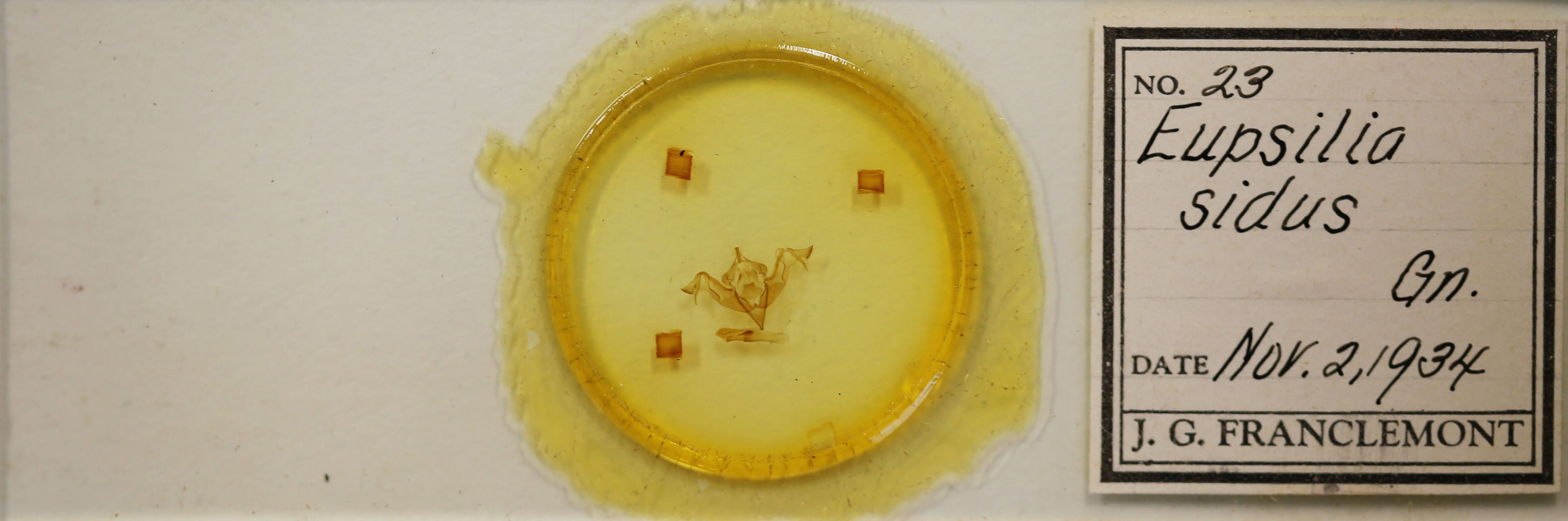 slide view of adult Eupsilia schweitzeri