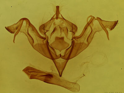 genitalia view of adult Eupsilia schweitzeri