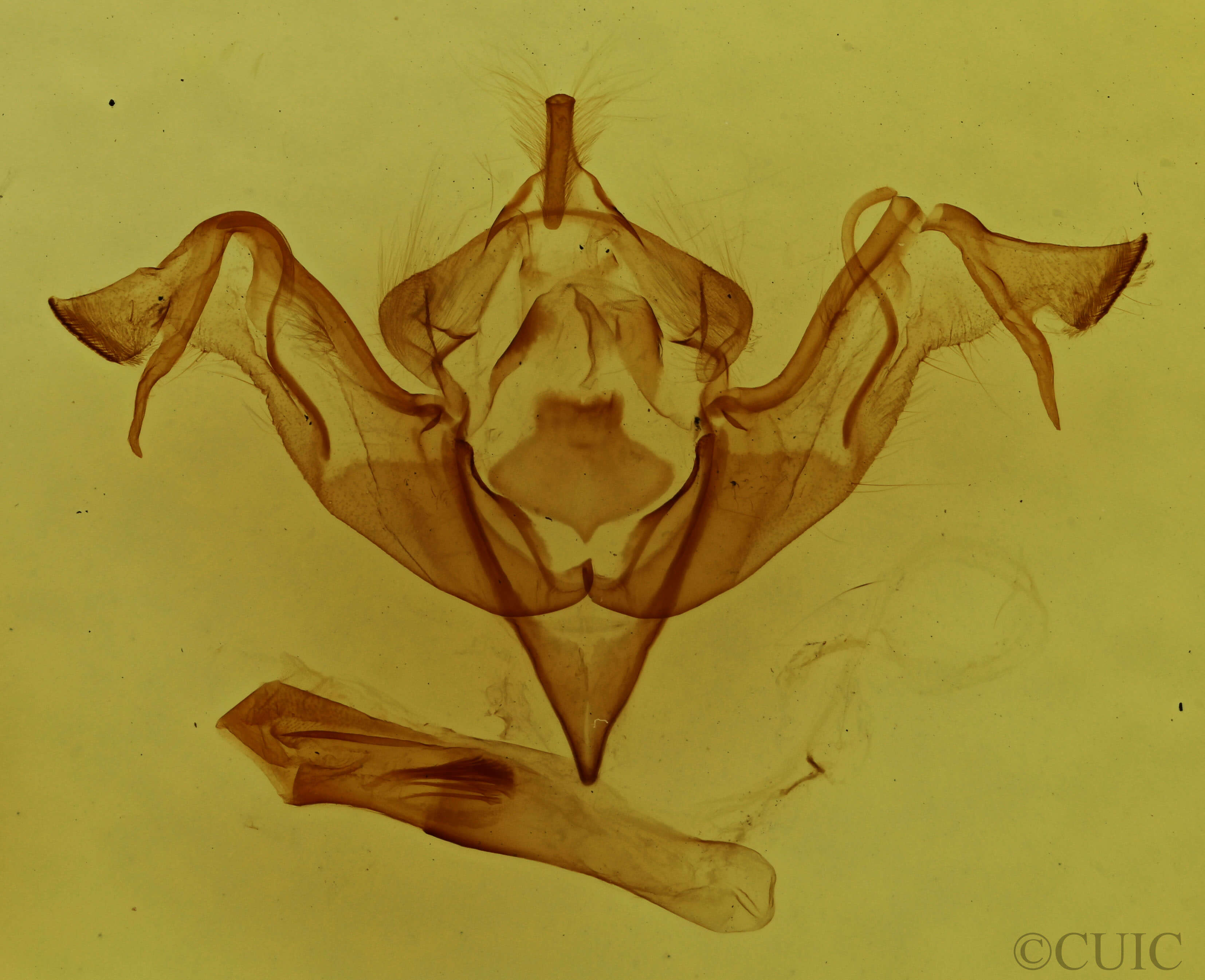 genitalia view of adult Eupsilia schweitzeri