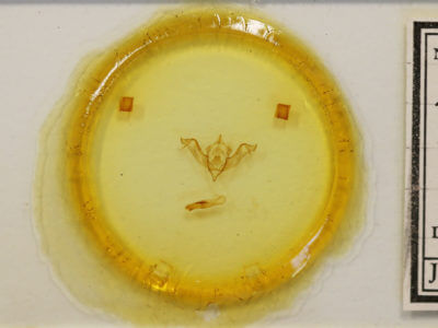 slide view of adult Eupsilia tristigmata