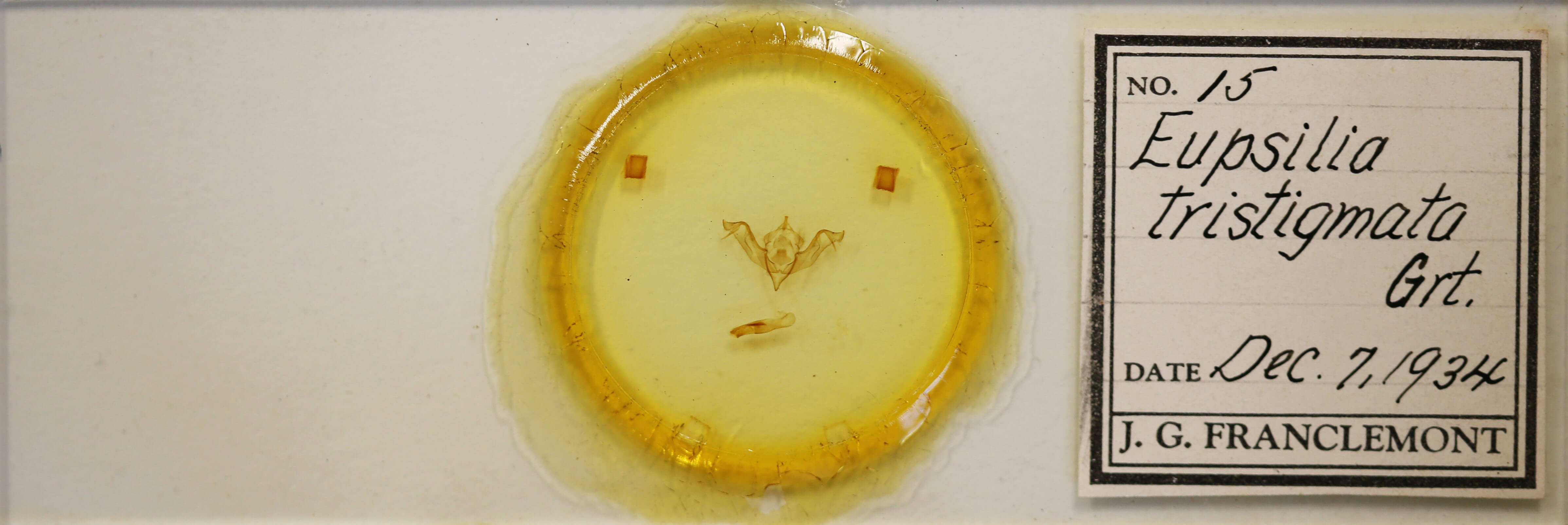 slide view of adult Eupsilia tristigmata