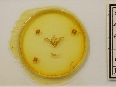 slide view of adult Eupsilia vinulenta