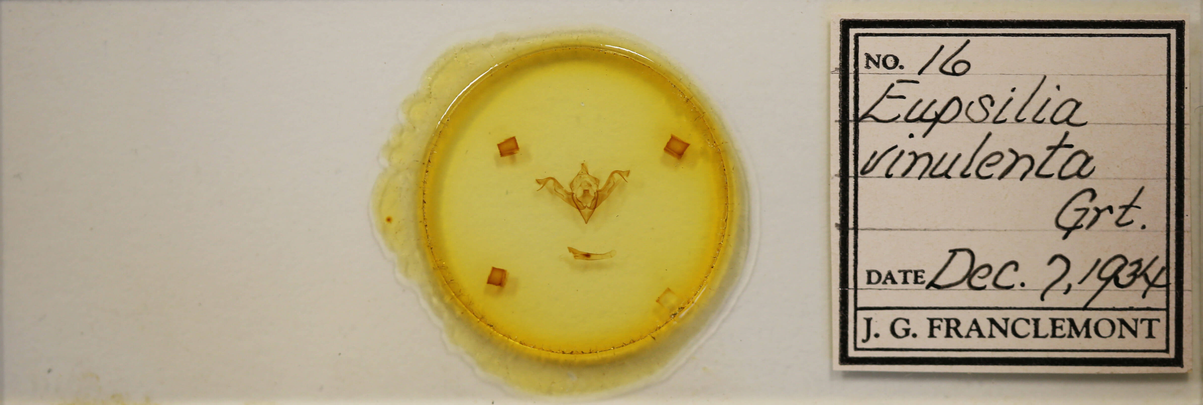 slide view of adult Eupsilia vinulenta