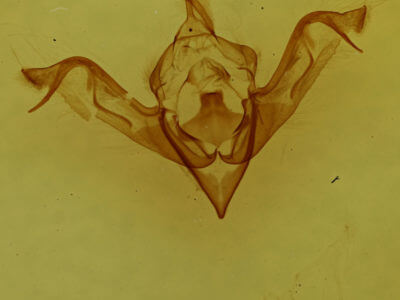 genitalia view of adult Eupsilia vinulenta