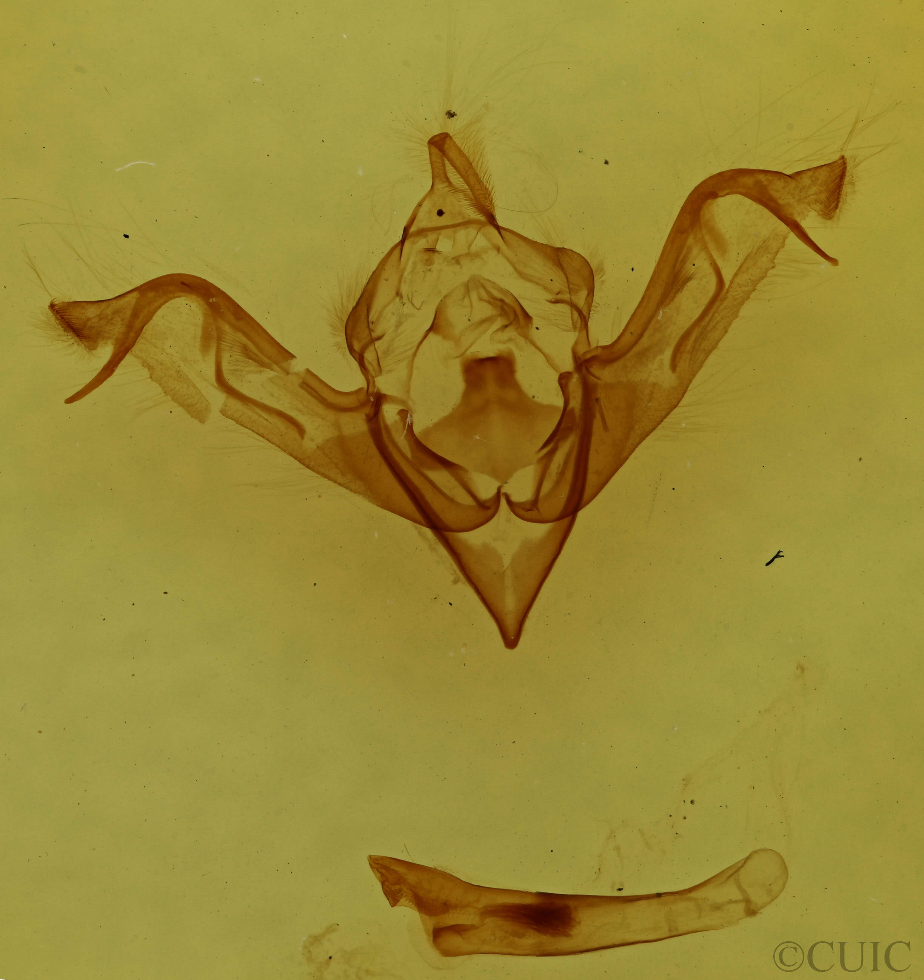 genitalia view of adult Eupsilia vinulenta