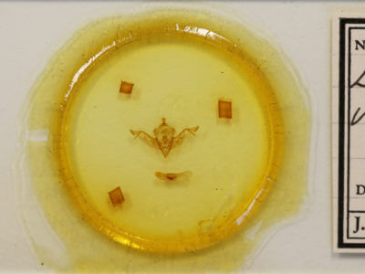 slide view of adult Eupsilia vinulenta