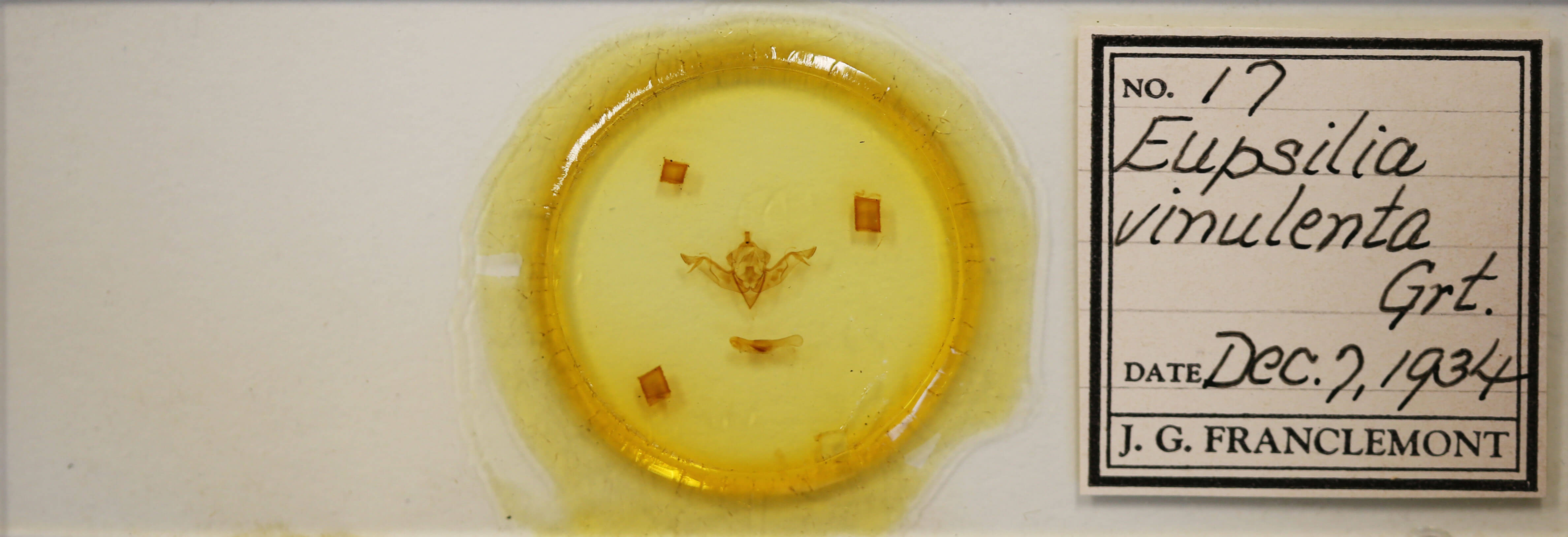 slide view of adult Eupsilia vinulenta