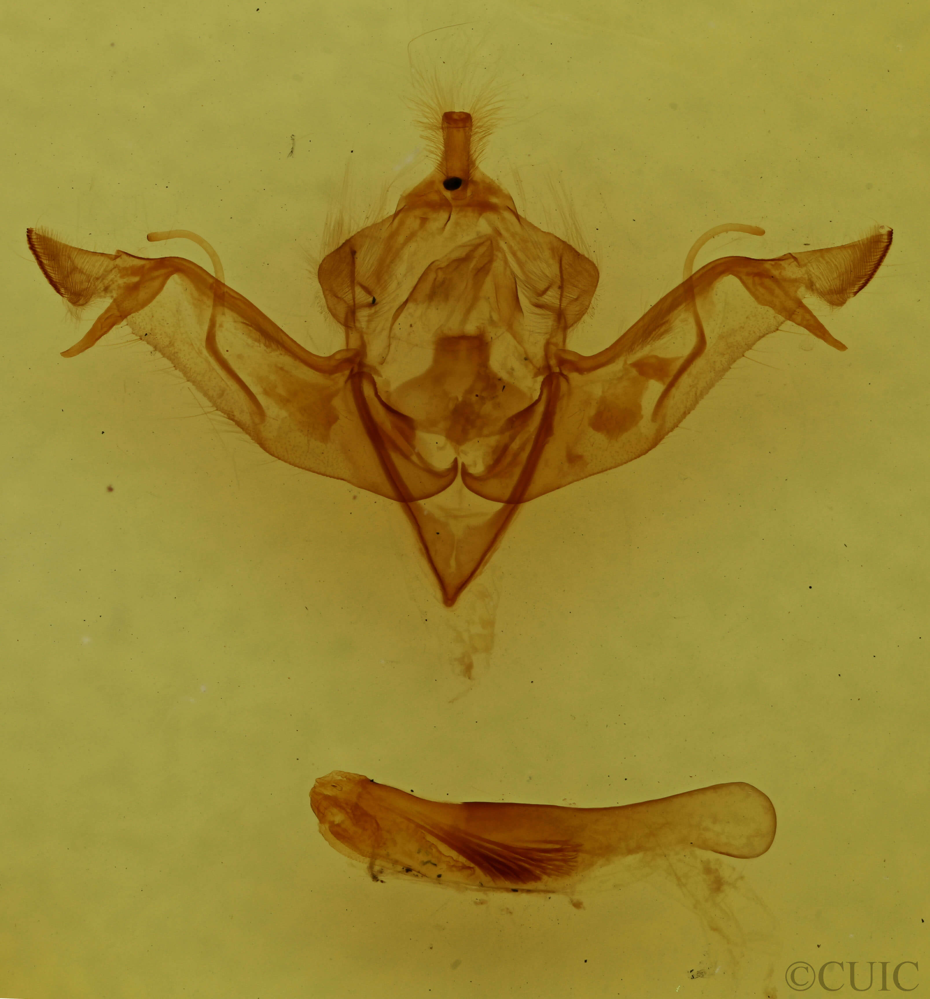 genitalia view of adult Eupsilia vinulenta