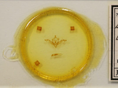 slide view of adult Eupsilia vinulenta