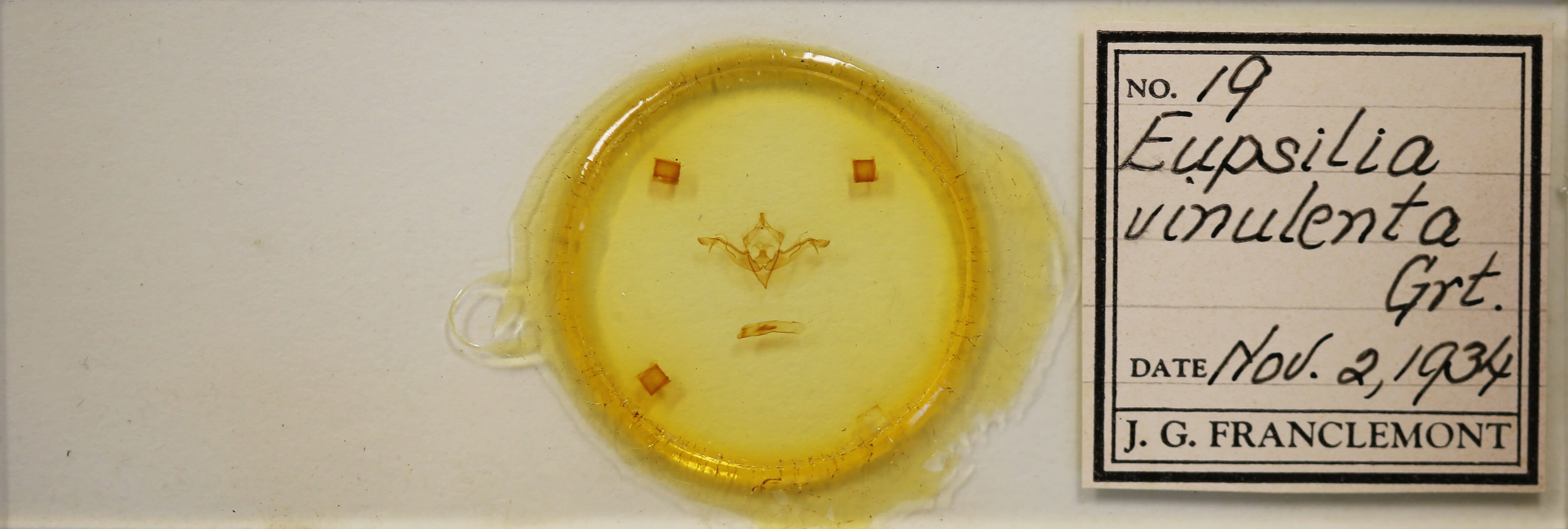 slide view of adult Eupsilia vinulenta